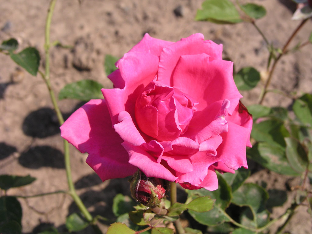 růže Farbenknigin