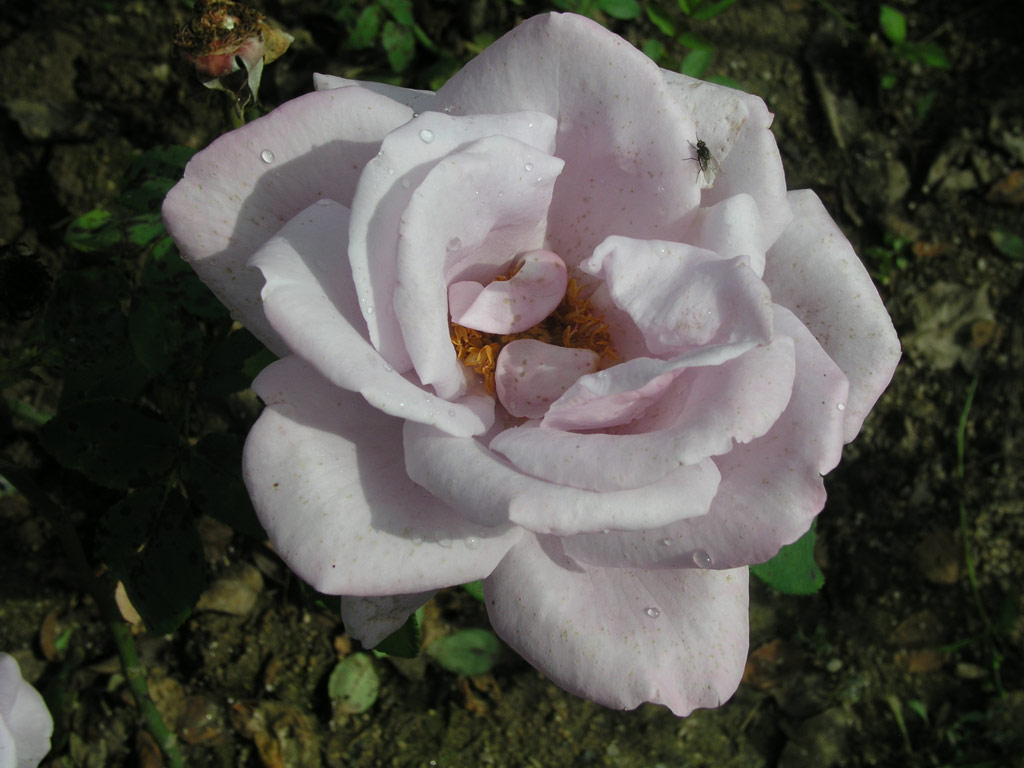 růže Farme Rose