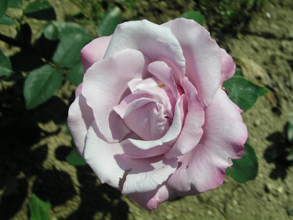 růže Farme Rose