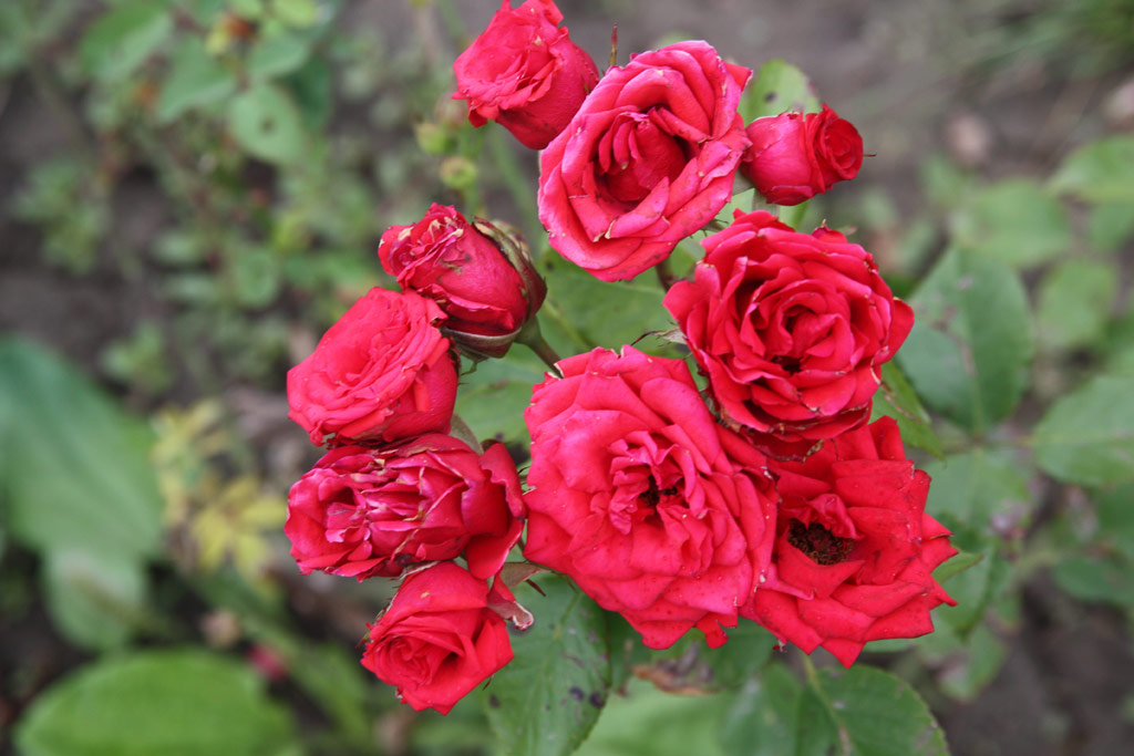růže Feh�r Lajos Eml�ke