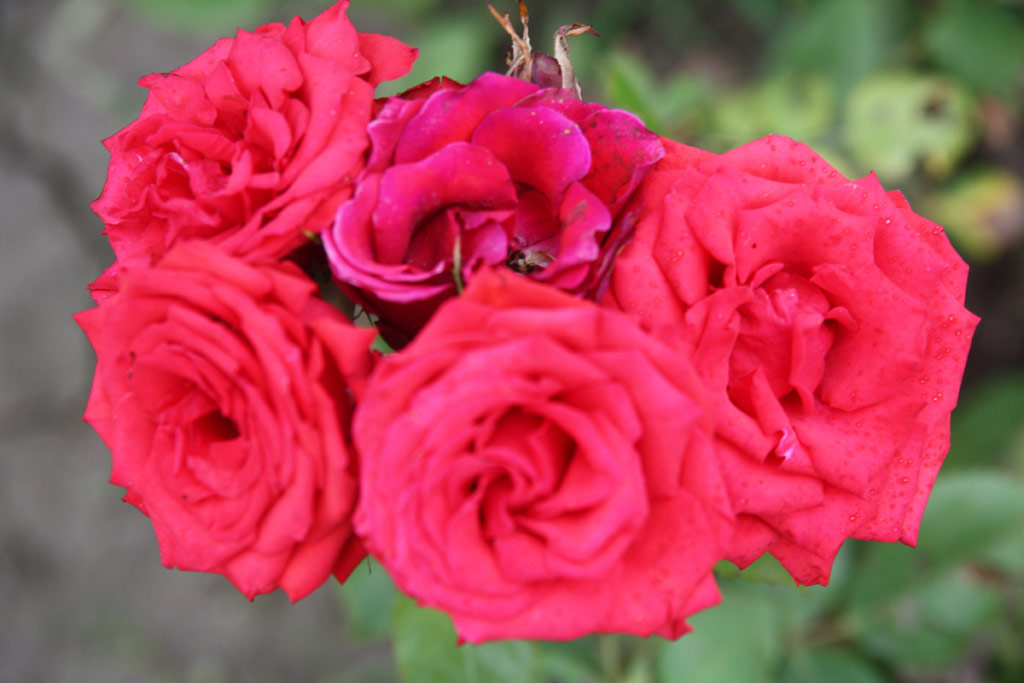 růže Feh�r Lajos Eml�ke