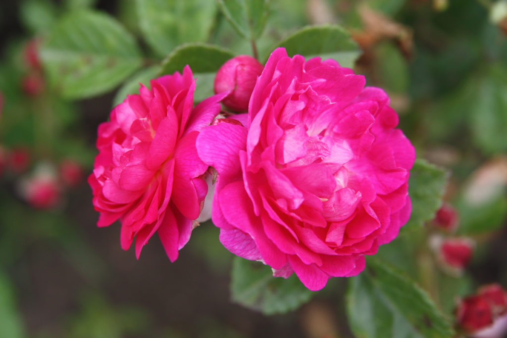 růže Fehregyhza