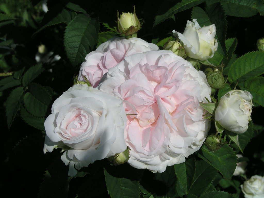 růže Flicit Parmentier