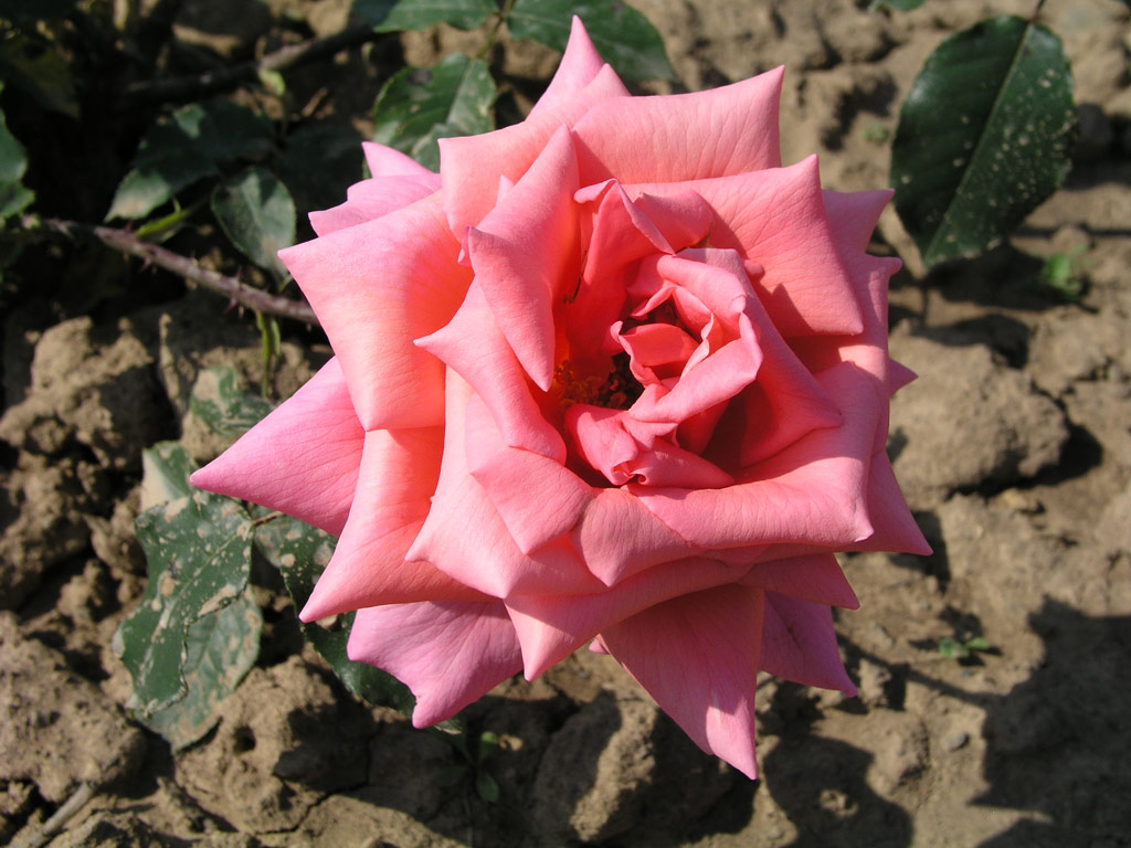 růže Femina