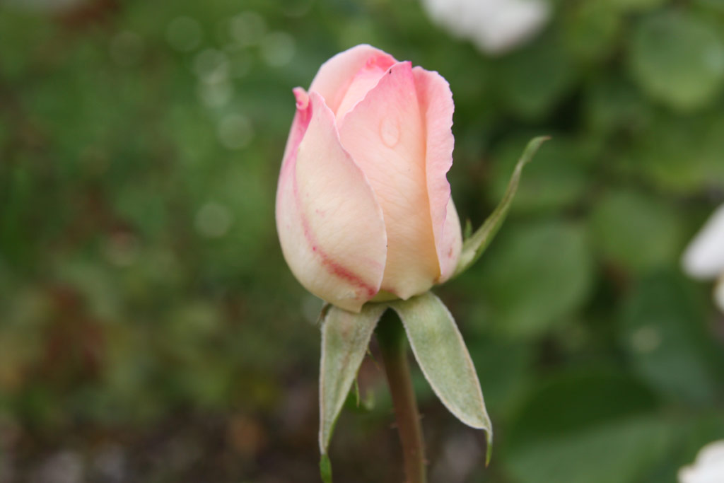 růže Femme