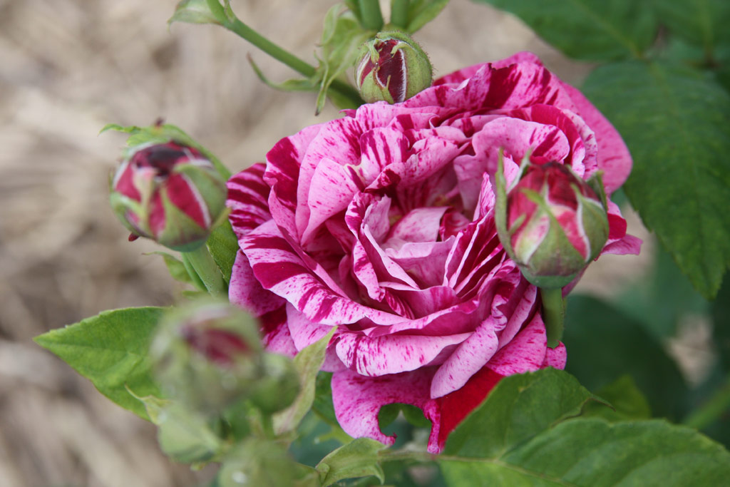 růže Ferdinand Pichard