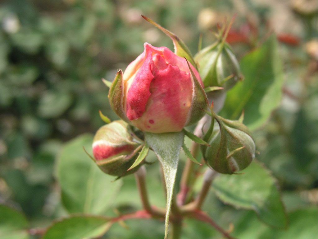 růže Feuerschein