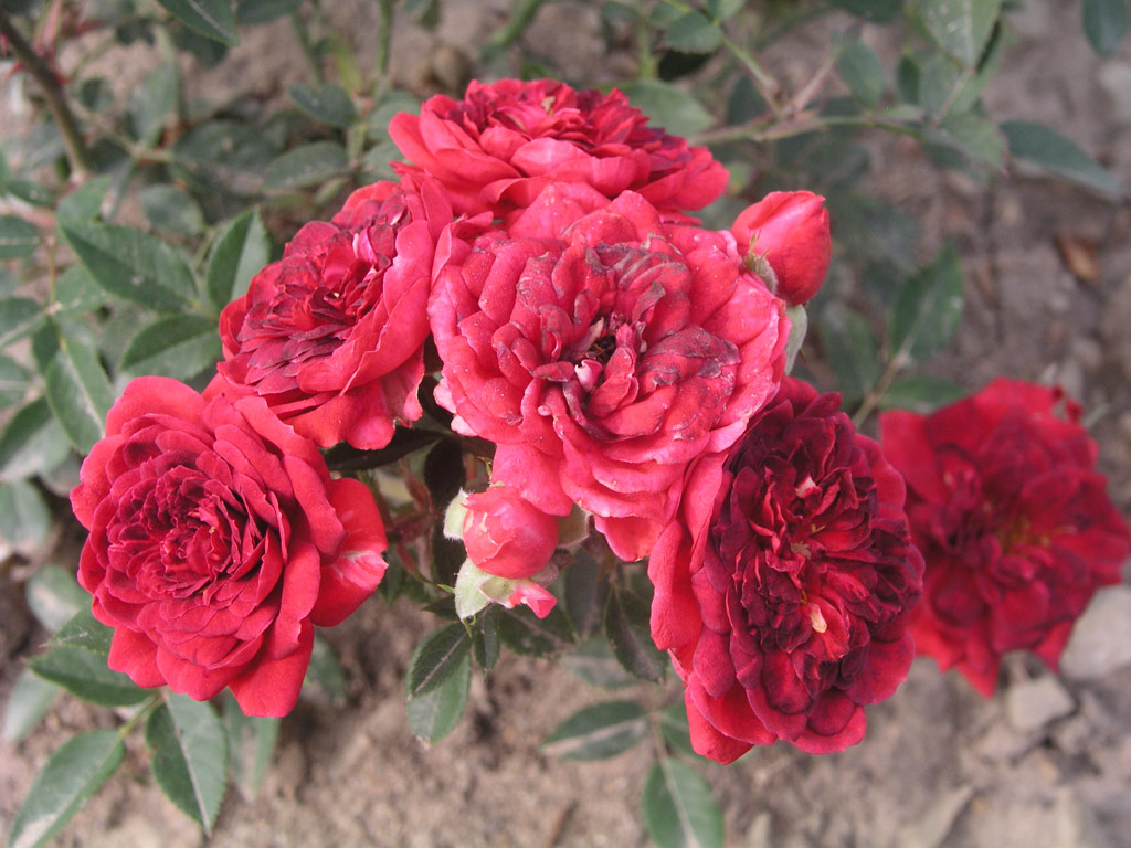 růže Fiesta Ruby