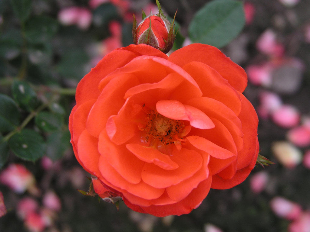 růže Finstar
