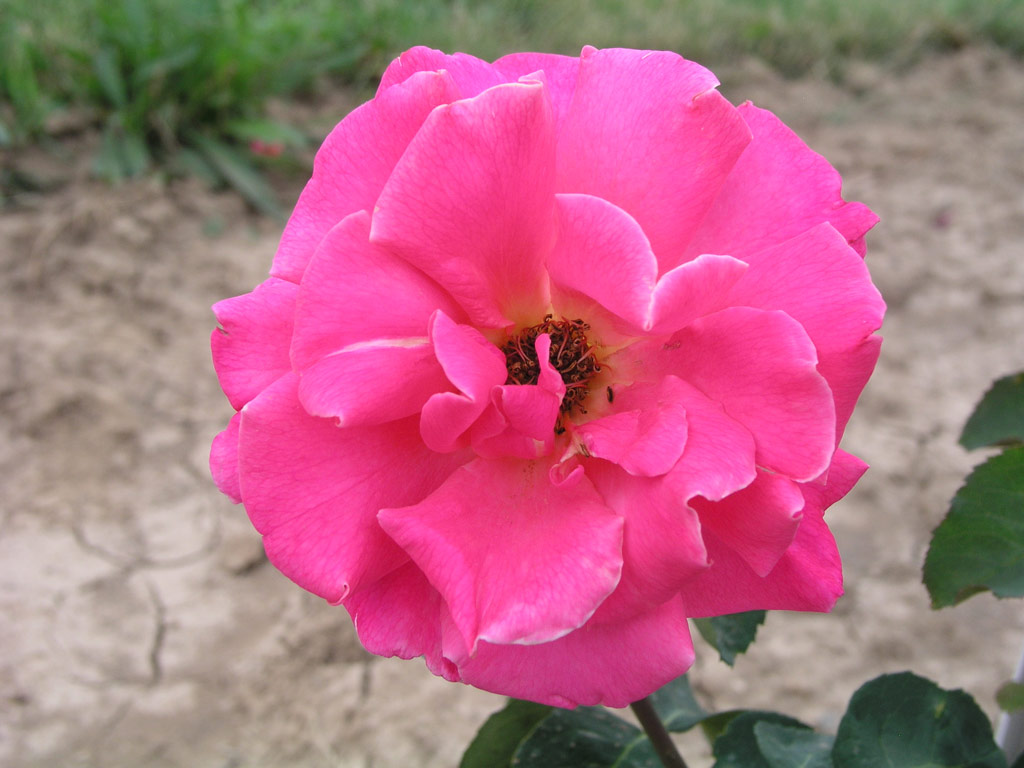 růže Flamenda