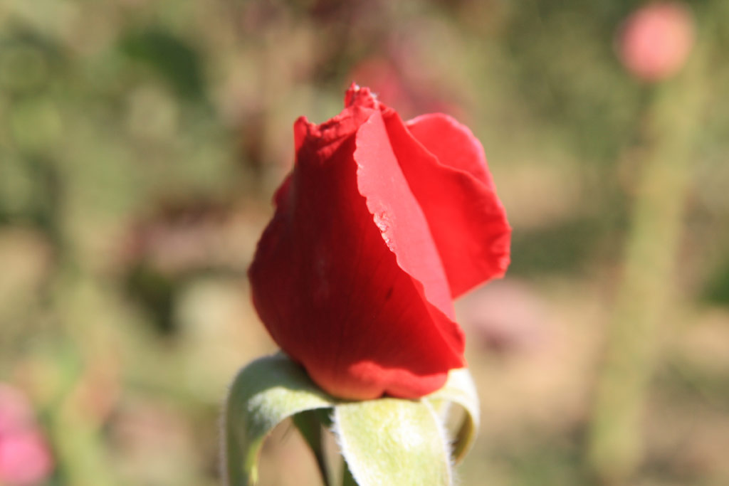 růže Flamenda