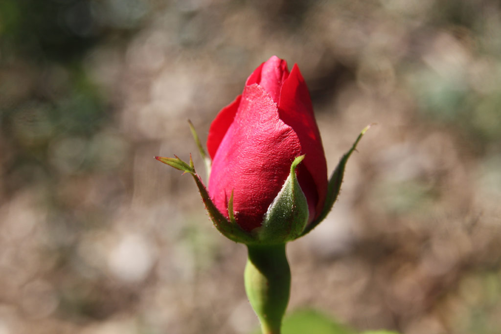 růže Flammentanz