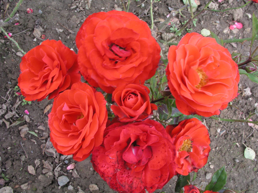 růže Floradora