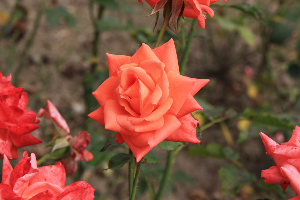 růže Florett