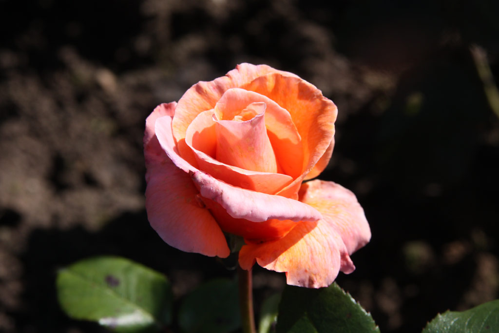 růže Florett