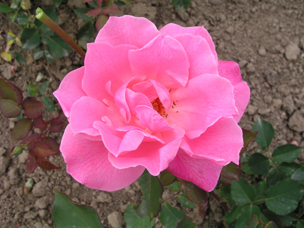 růže Florex