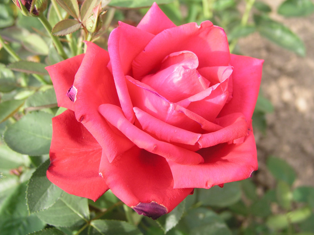 růže Flowercowels
