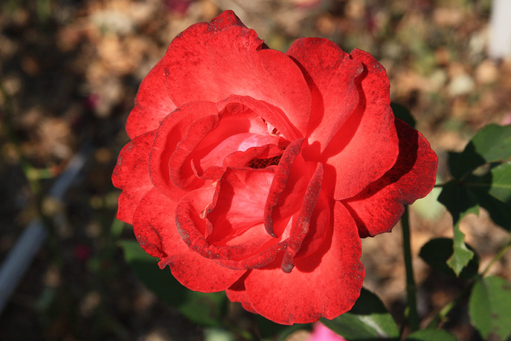 růže Foc de Tabara