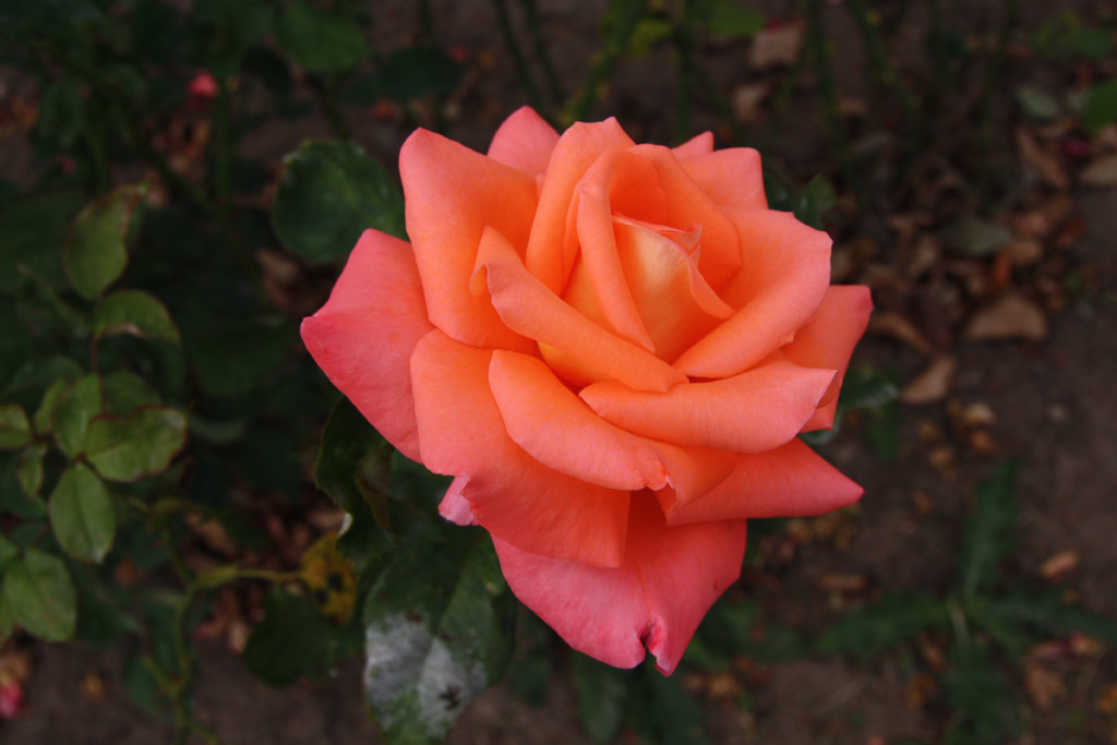růže Folklore