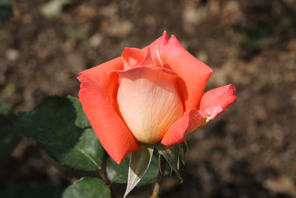 růže Folklore