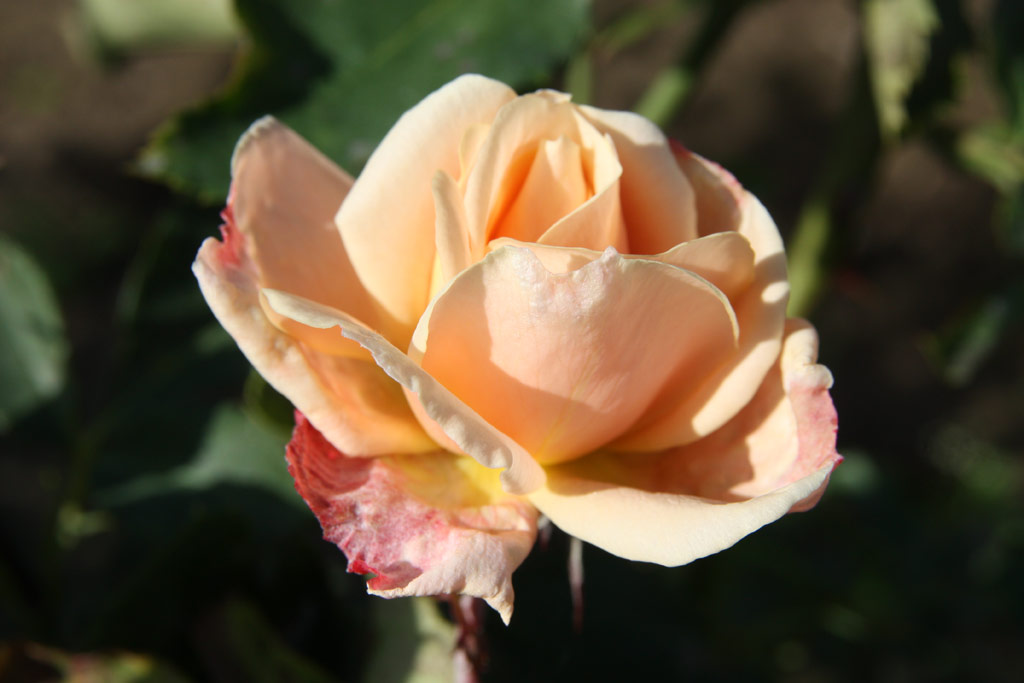 růže Folksinger
