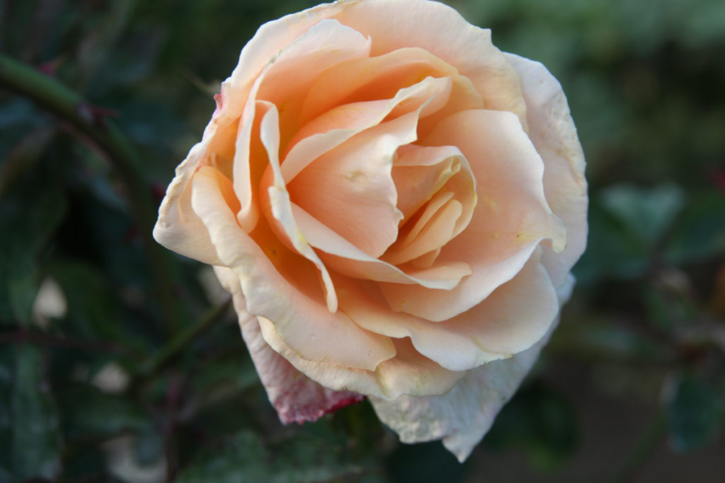 růže Folksinger