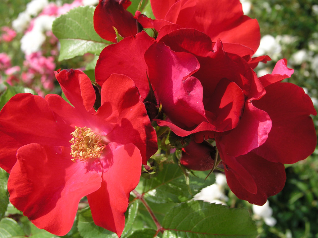 růže Fontaine (Lidice)