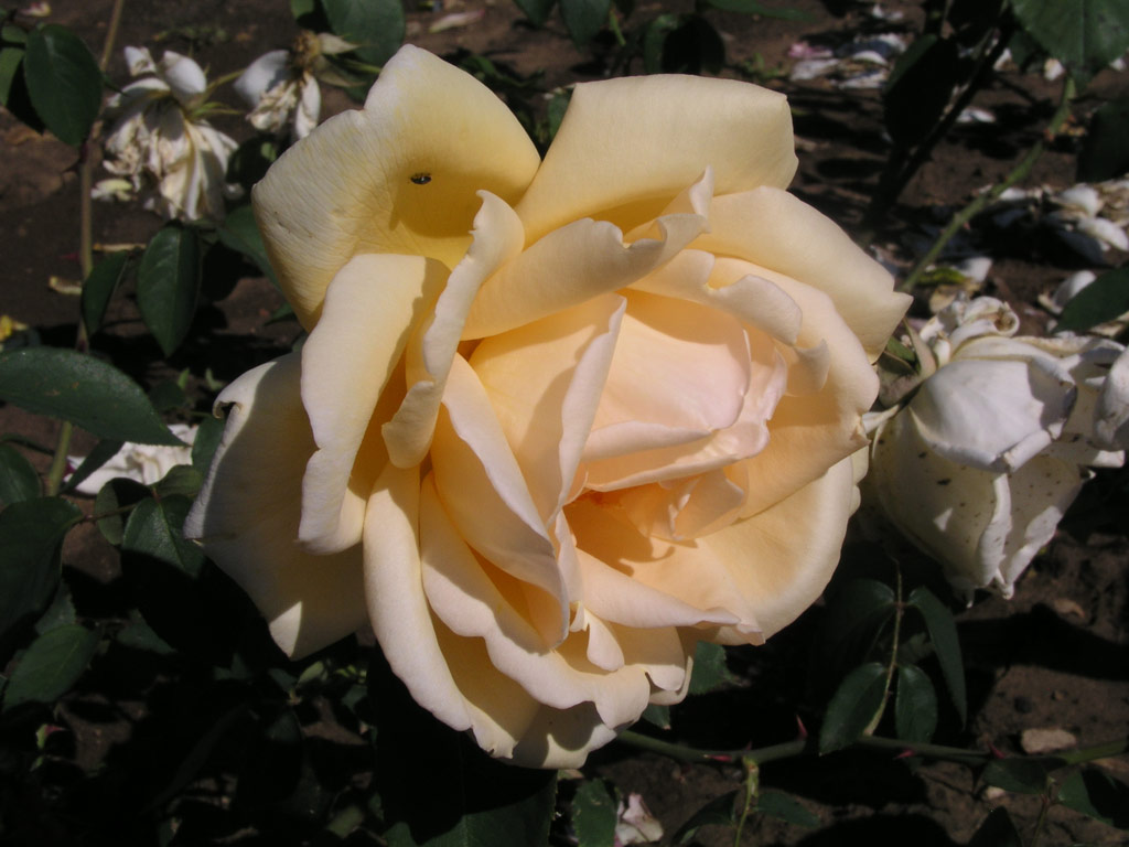 růže Fontanelle