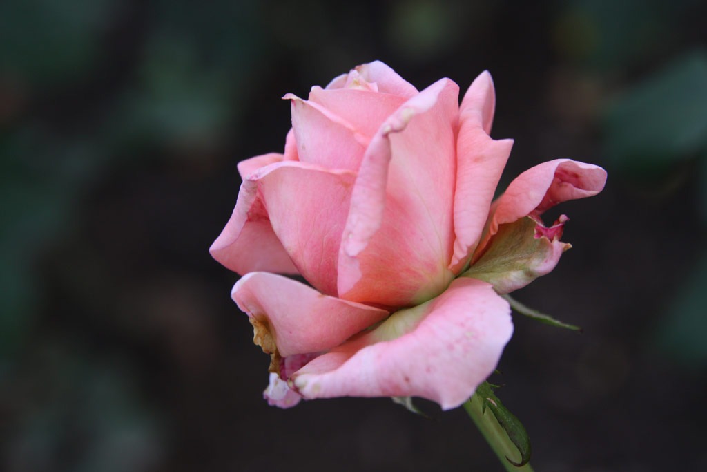 růže Forsythe