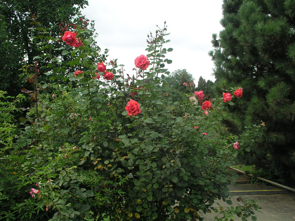 růže Fortissimo