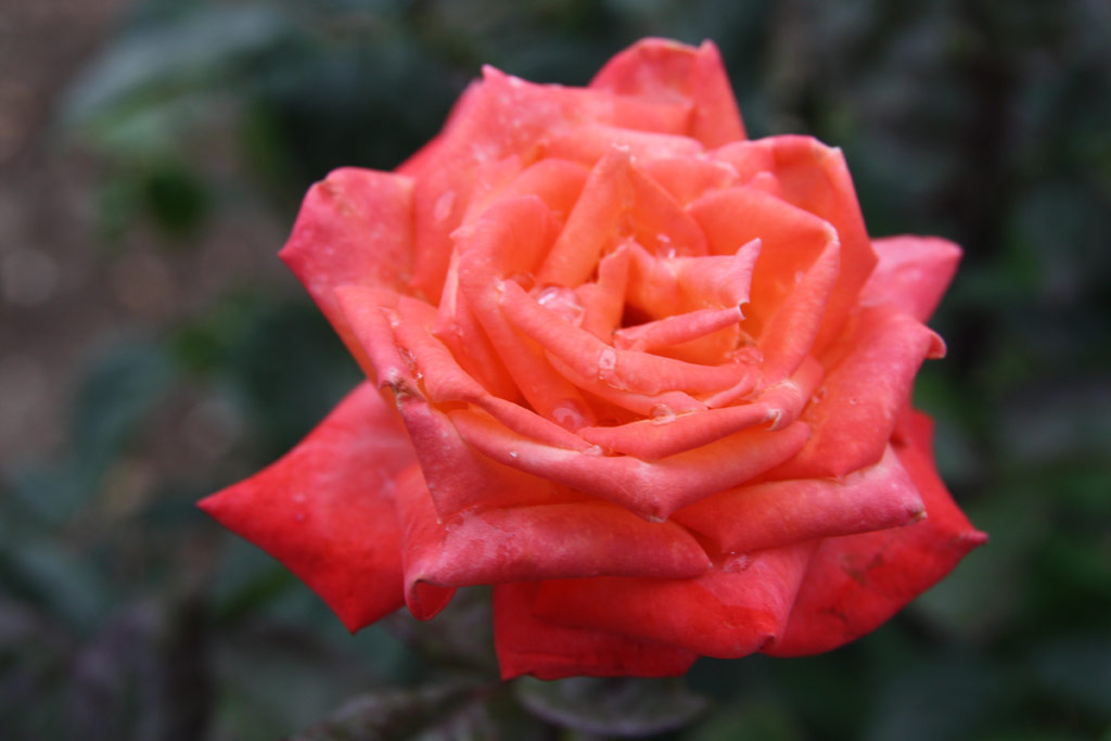růže Fra Diavolo