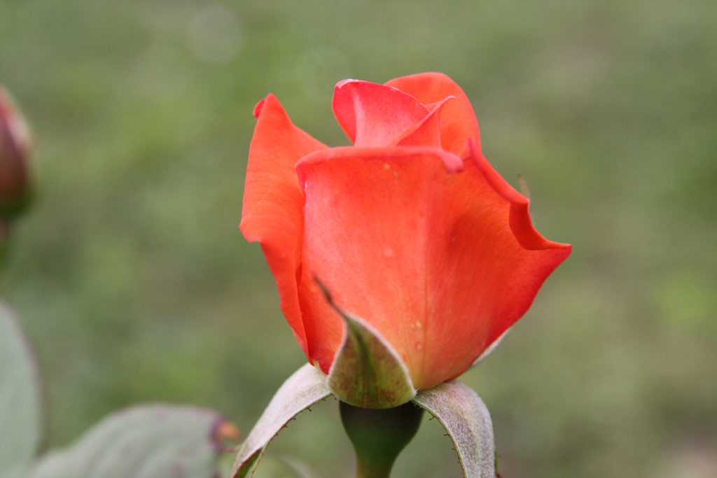 růže Fra Diavolo