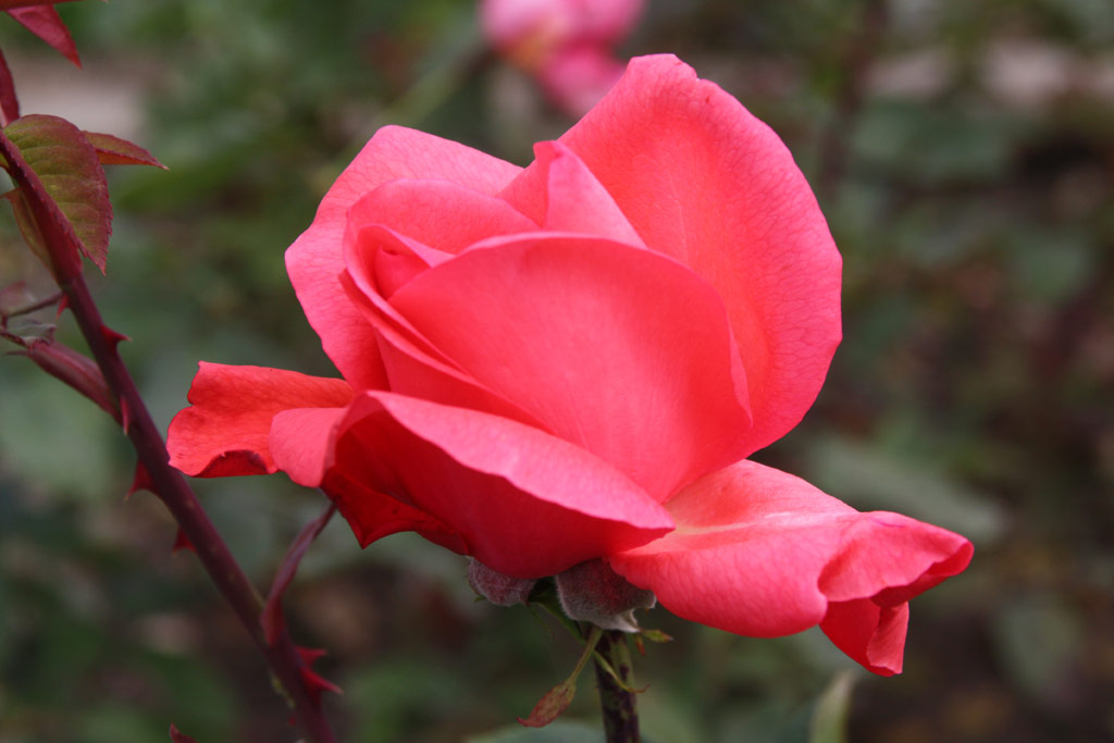 růže Fragrant Houwer