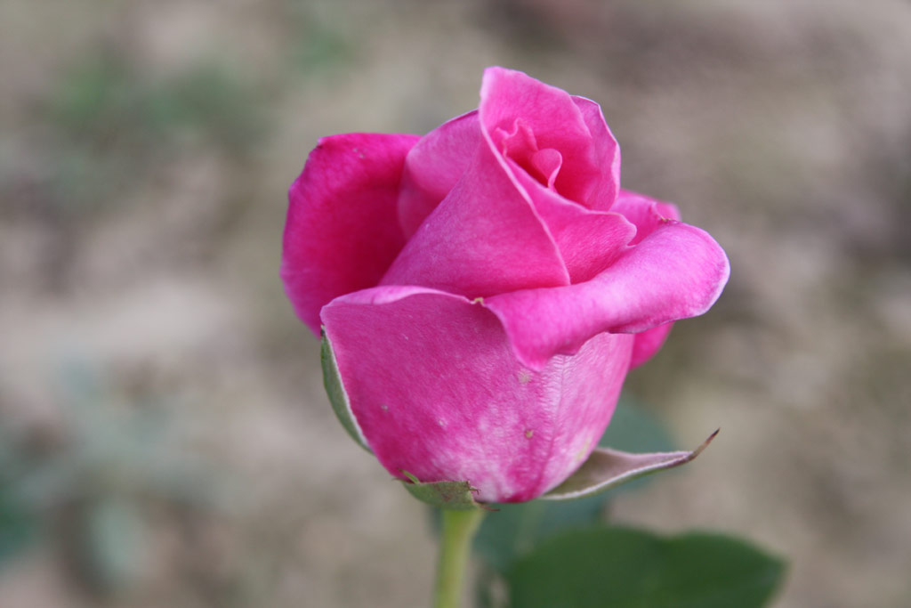 růže Fragrant Memory
