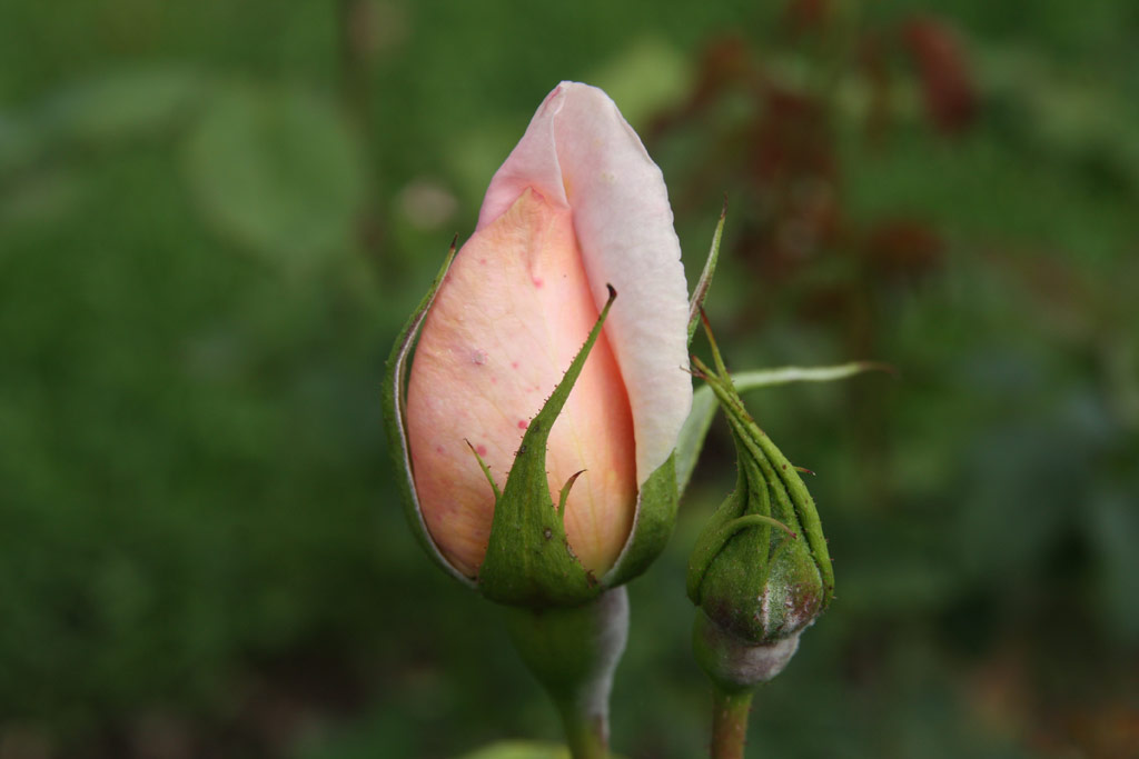 růže Fraicheur