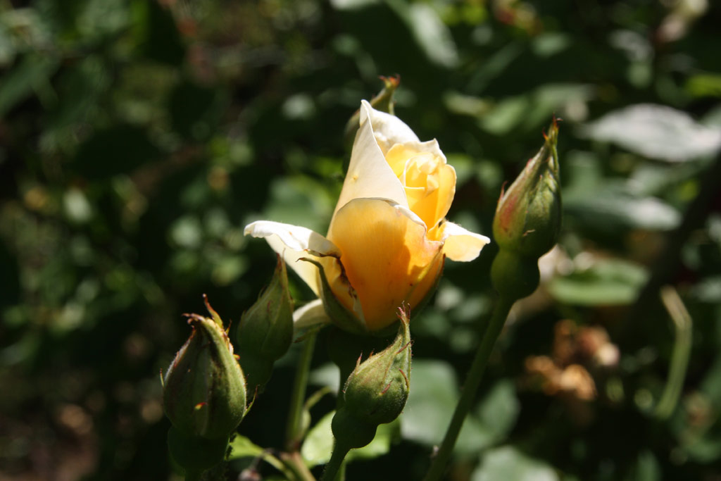 růže Francesca