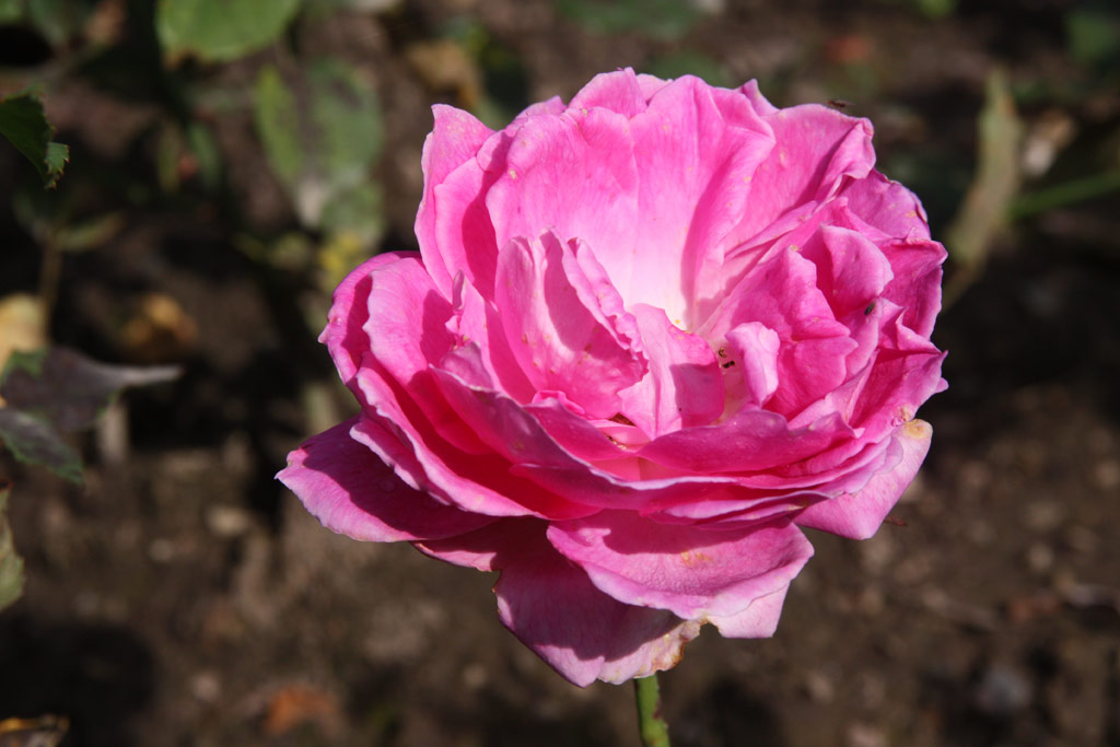 růže Francie Simms