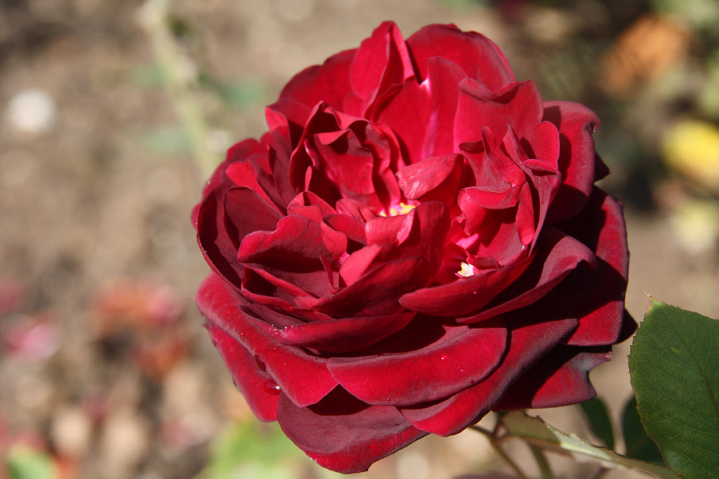 růže Francis Dubreuil