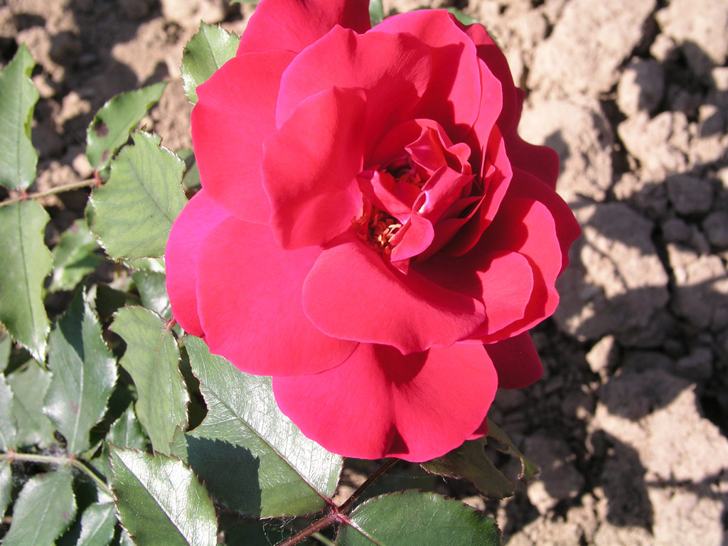 růže Frank W. Dunlop