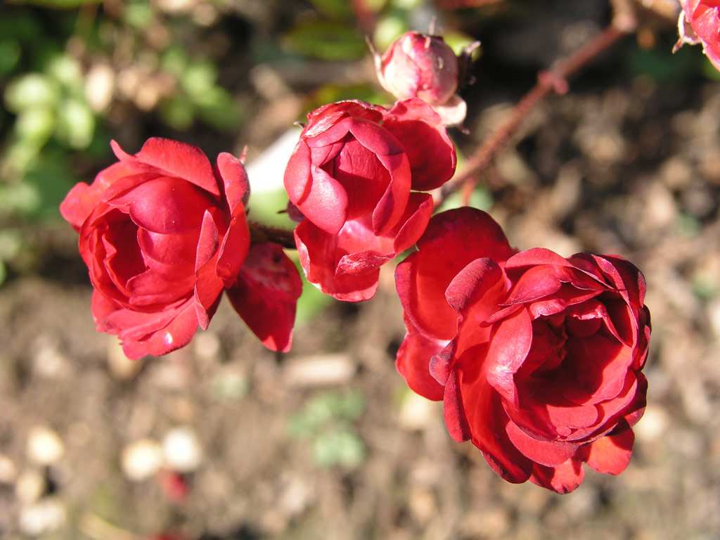 růže Frantiek Valek