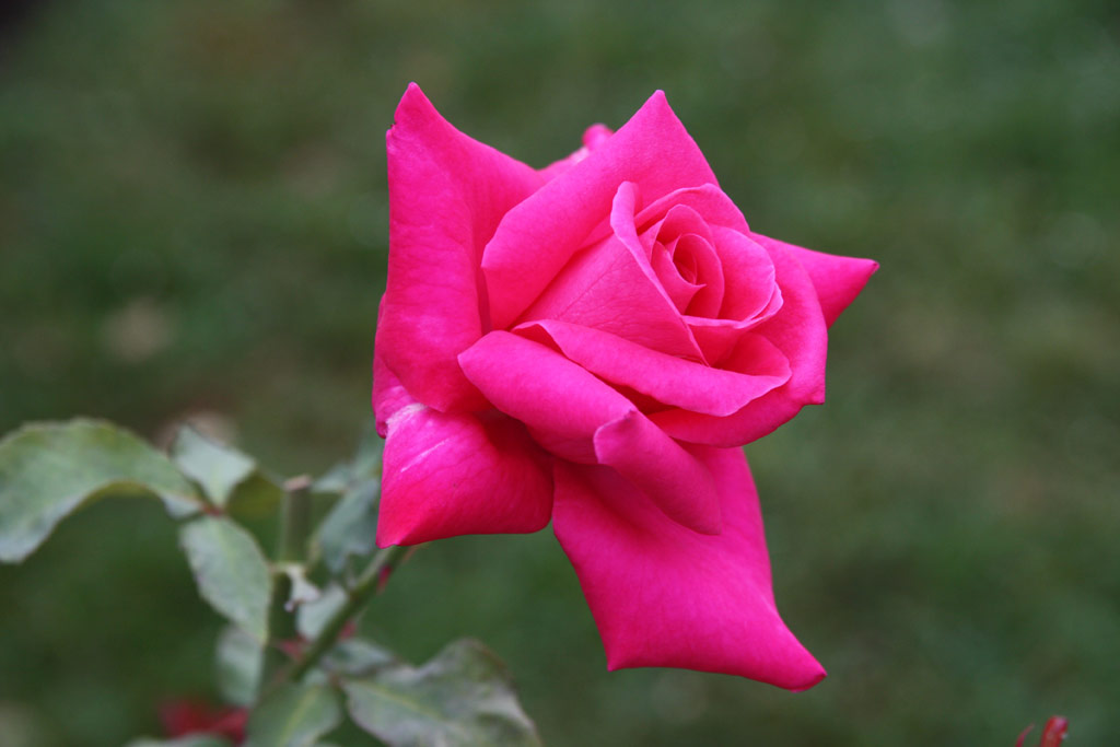 růže Frau Ditta Grnberk