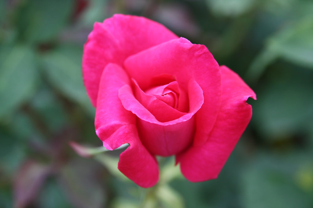 růže Frau Ditta Grnberk