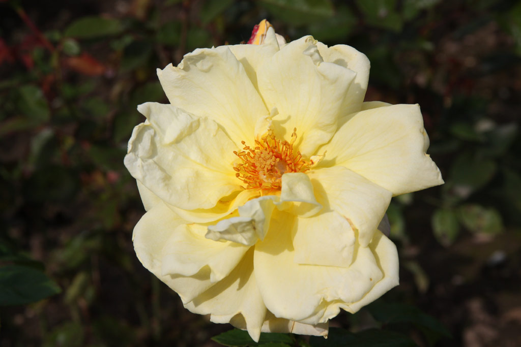 růže Frau E. Weigand