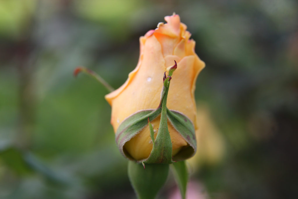 růže Frau Elisabeth Sprenger