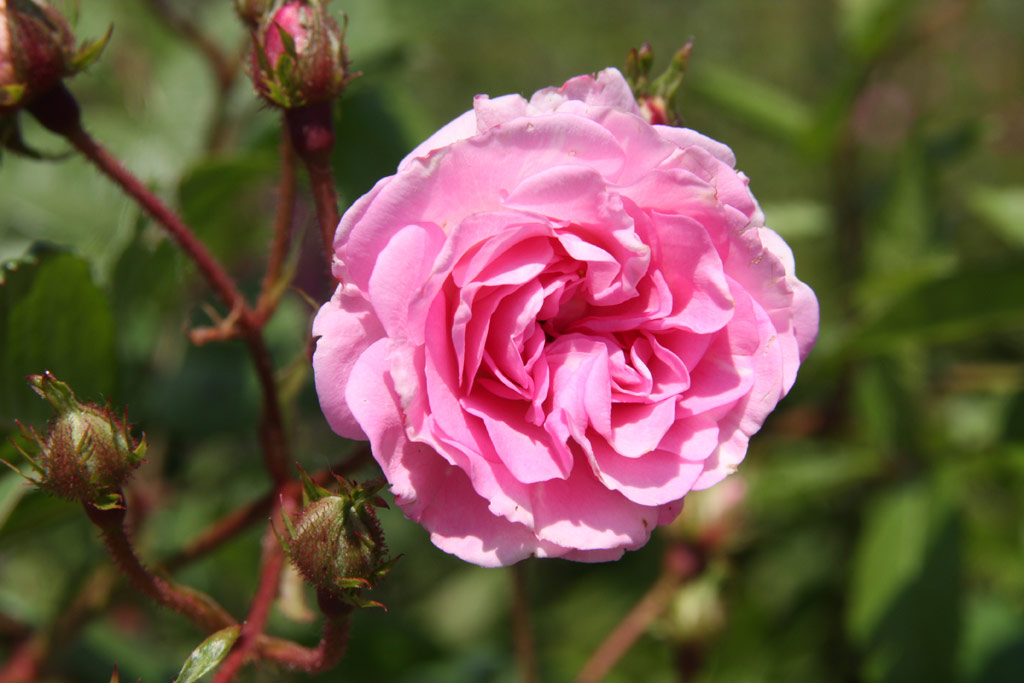 růže Frau Eva Schubert