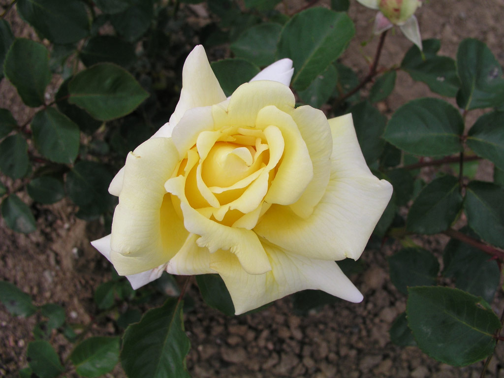 růže Frau Hugo Lauster