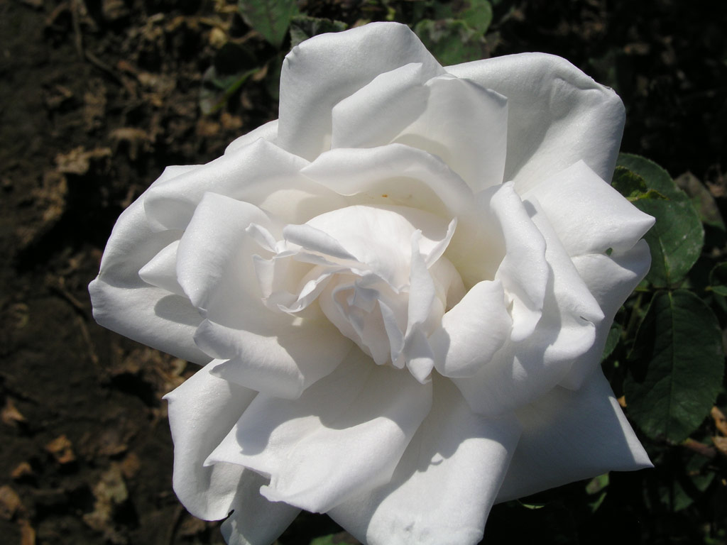 růže Frau Karl Druschki