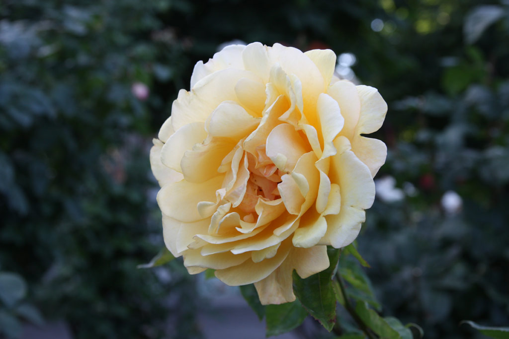 růže Fred Howard