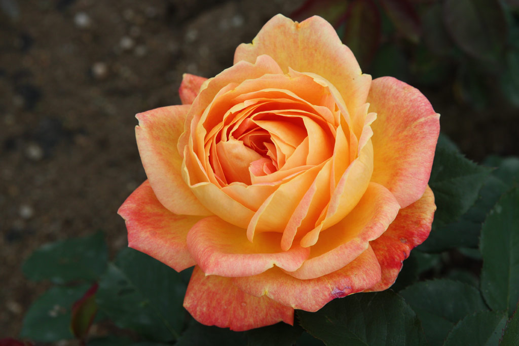 růže Frederyk Chopin