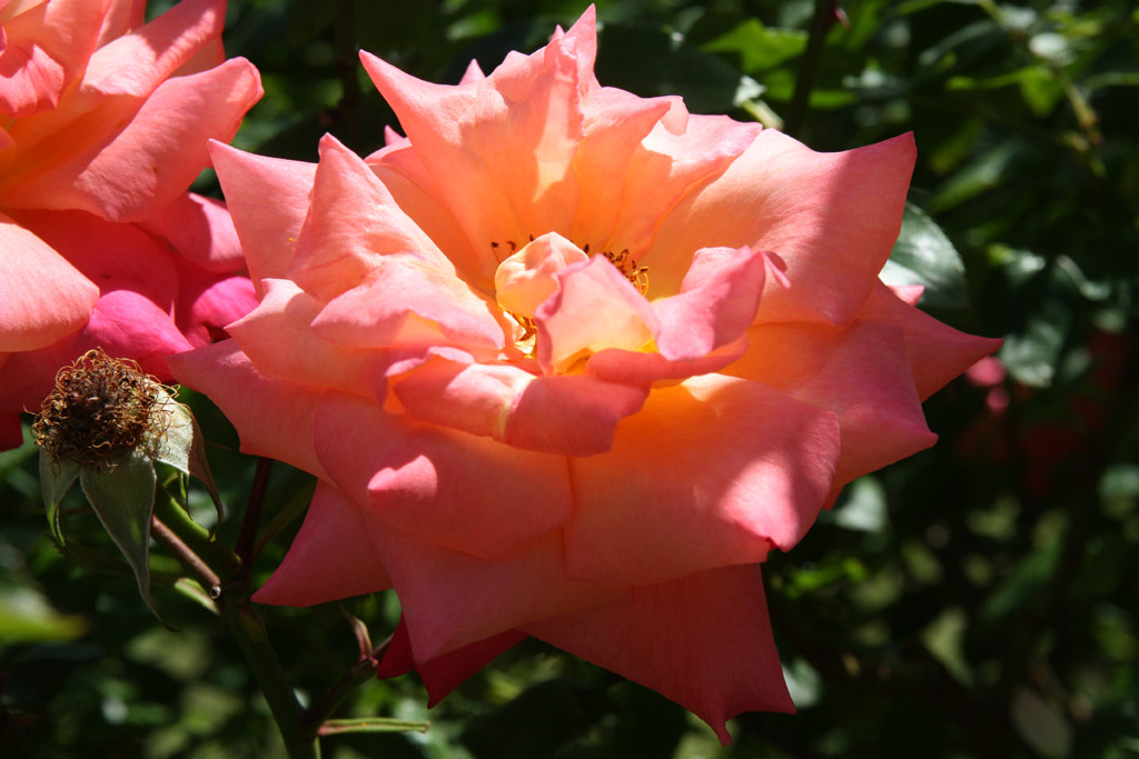 růže Freisinger Morgenr�te